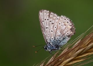 okgzl Mavi (Polyommatus icarus)