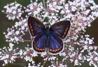 okgzl Mavi (Polyommatus icarus)