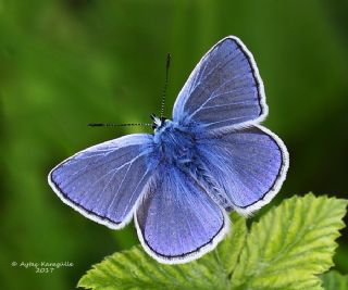 okgzl Mavi (Polyommatus icarus)