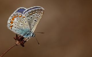 okgzl Mavi (Polyommatus icarus)