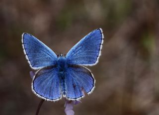 okgzl Gk Mavisi (Polyommatus bellargus)