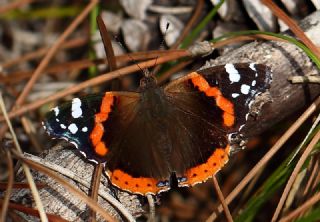 Atalanta (Vanessa atalanta)