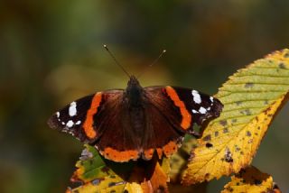 Atalanta (Vanessa atalanta)