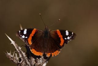 Atalanta (Vanessa atalanta)