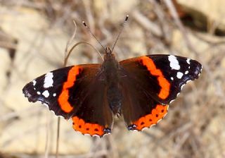 Atalanta (Vanessa atalanta)