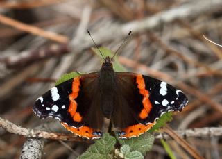 Atalanta (Vanessa atalanta)