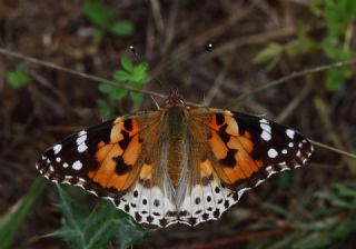 Diken Kelebei (Vanessa cardui)