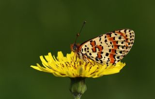 Benekli parhan (Melitaea didyma)