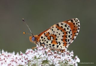 Benekli parhan (Melitaea didyma)