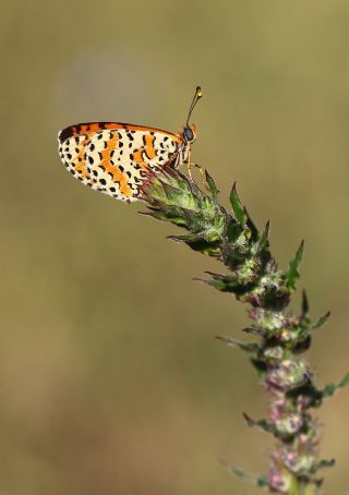 Benekli parhan (Melitaea didyma)