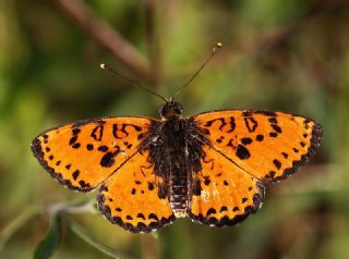 Benekli parhan (Melitaea didyma)