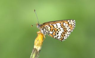 parhan (Melitaea cinxia)