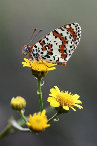 Benekli parhan (Melitaea didyma)