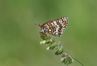 parhan (Melitaea cinxia)