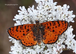 Benekli parhan (Melitaea didyma)