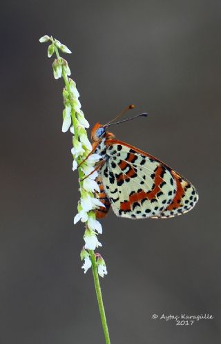 Benekli parhan (Melitaea didyma)