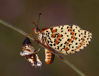 Benekli parhan (Melitaea didyma)