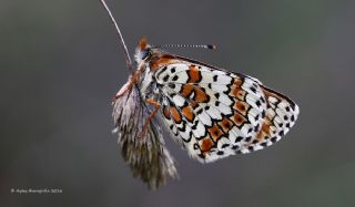 Benekli parhan (Melitaea didyma)