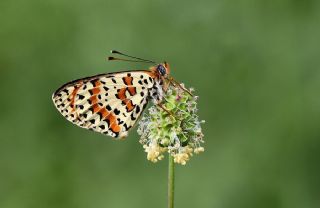 Benekli parhan (Melitaea didyma)