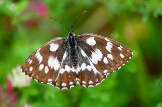 Orman Melikesi (Melanargia galathea)