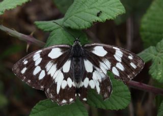 Orman Melikesi (Melanargia galathea)