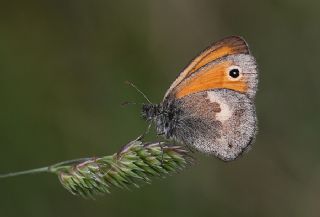 Kk Zpzp Perisi (Coenonympha pamphilus)