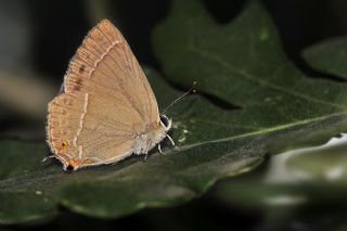 Mormeşe (Favonius quercus)