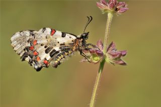 Orman Fistosu (Allancastria  cerisyi)