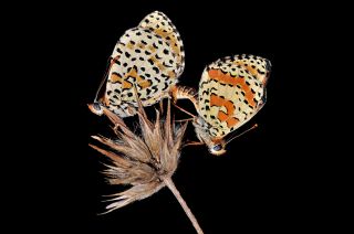 Benekli parhan (Melitaea didyma)