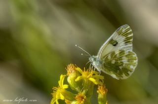 Yeni Beneklimelek (Pontia edusa)