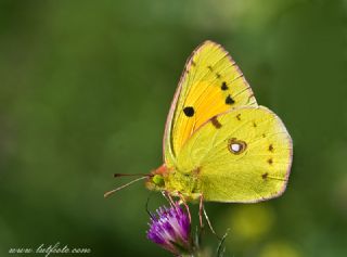 Sar Azamet (Colias croceus)