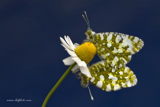 Da Oykls (Euchloe ausonia)