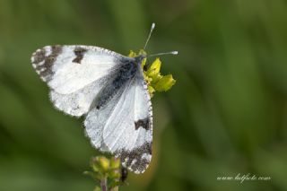 Da Oykls (Euchloe ausonia)