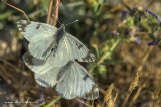 Da Oykls (Euchloe ausonia)