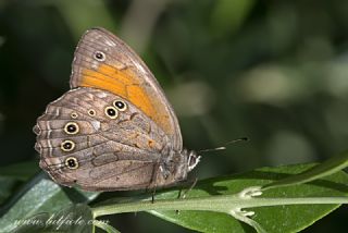 Aa Esmeri (Kirinia roxelana)