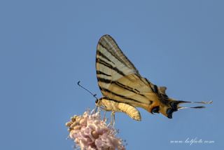 Erik Krlangkuyruk (Iphiclides podalirius)