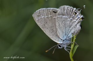 Sevbeni (Satyrium abdominalis)