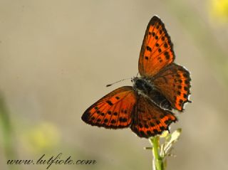 Kk Ate Gzeli (Lycaena thersamon)