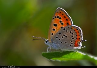 Kk Ate Gzeli (Lycaena thersamon)