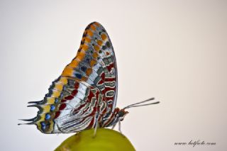 ift Kuyruklu Paa (Charaxes jasius )