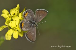 Mcevher Kelebei (Chilades trochylus)