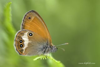 Funda Zpzp Perisi (Coenonympha arcania)