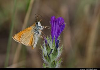 Sar Antenli Zpzp (Thymelicus sylvestris)