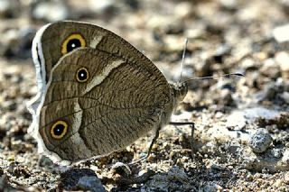 Beyaz Bandl Karamelek (Hipparchia parisatis)