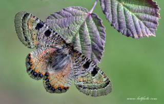 Yalanc Apollo (Archon apollinus)