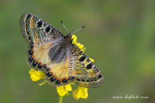 Yalanc Apollo (Archon apollinus)