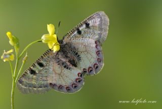 Yalanc Apollo (Archon apollinus)