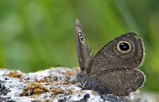 Karagz (Ypthima asterope)