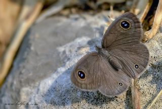 Karagz (Ypthima asterope)