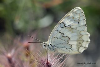 Azeri Melikesi (Melanargia hylata)